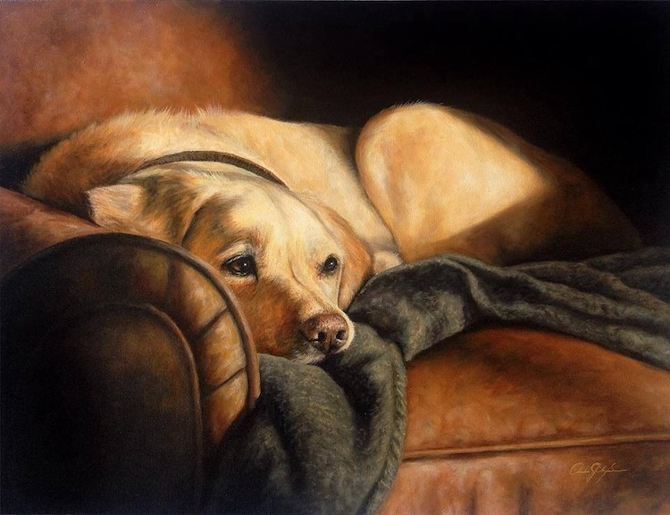 Oil painting of a yellow Labrador resting on a leather sofa with a gray blanket, by Andrea Gianchiglia
